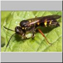 Argogorytes mystaceus - Ragwurz-Zikadenwespe 05c.jpg